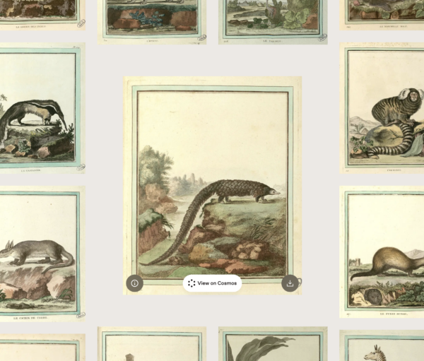 screenshot of the website showing an image of an animal. It is surrounded by other images of similar animals clearly from the same book.